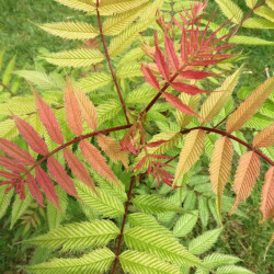 Sorbaria sorbifolia 'Sem' ®