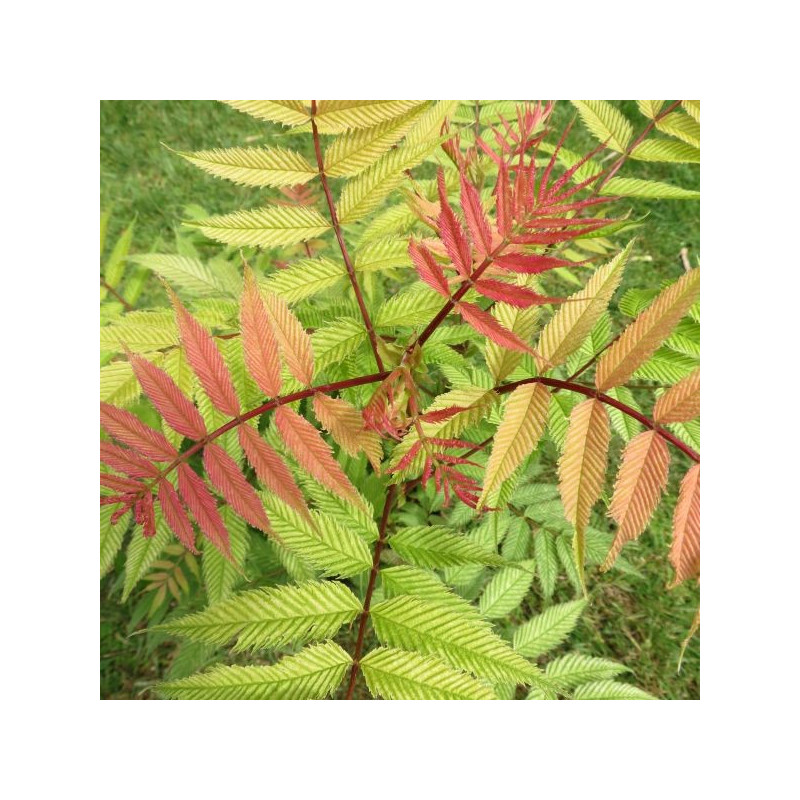 Sorbaria sorbifolia 'Sem' ®