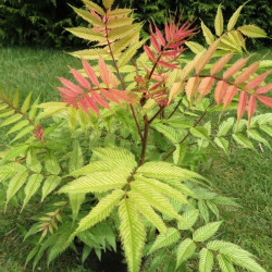 Sorbaria sorbifolia 'Sem' ®