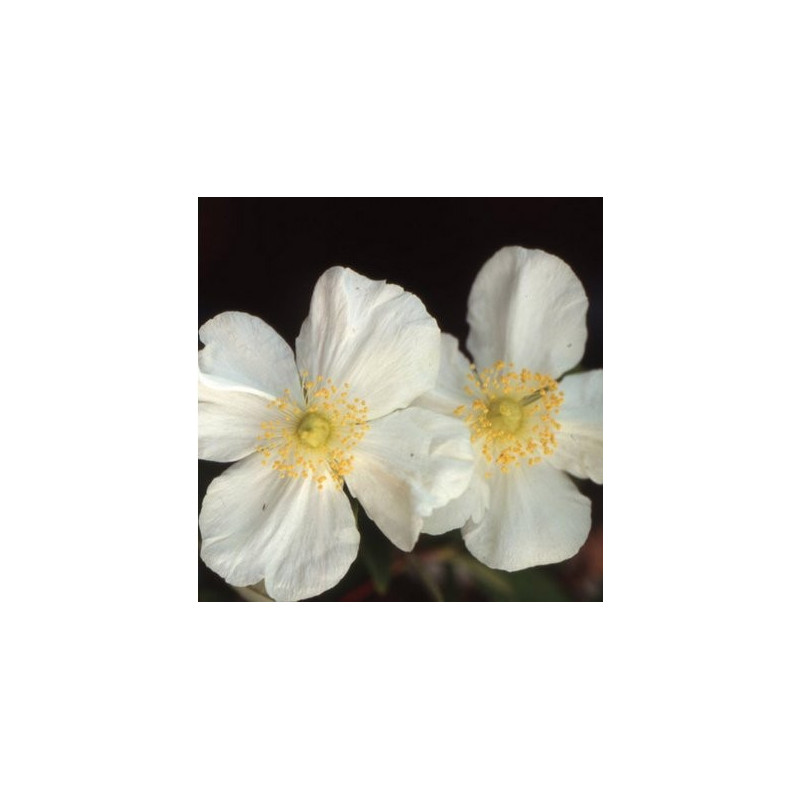 Carpenteria californica