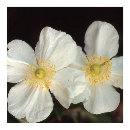 Carpenteria californica