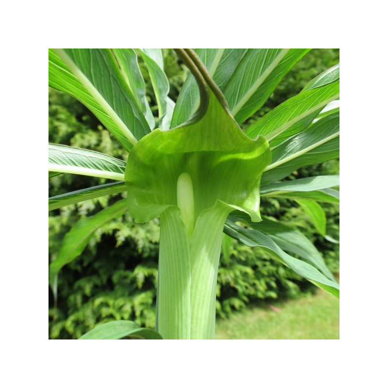 Arisaema consanguineum