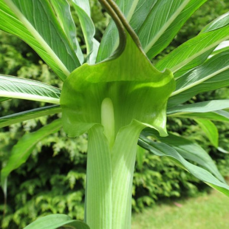 Arisaema consanguineum