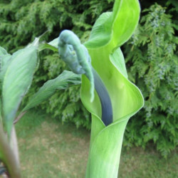 Arisaema helleborifolium