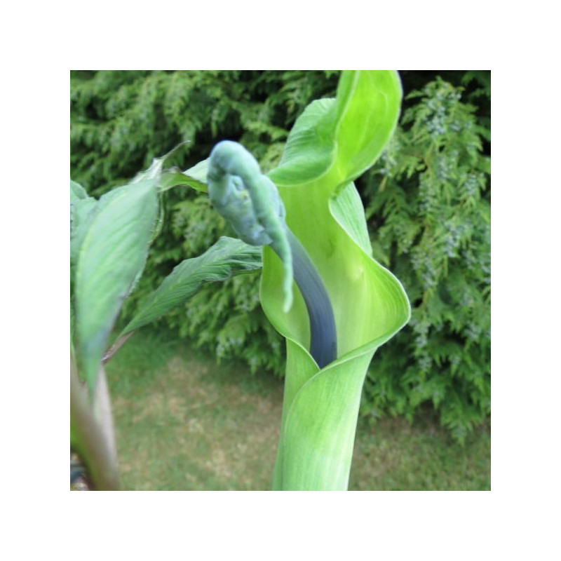 Arisaema helleborifolium