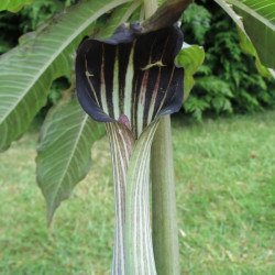 Arisaema concinnum