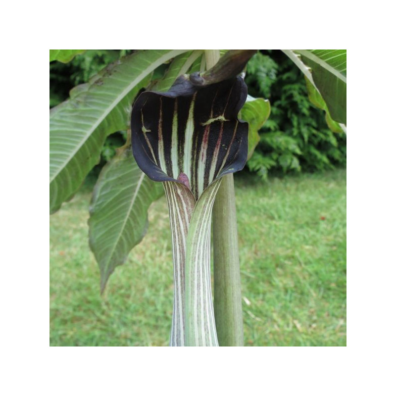 Arisaema concinnum