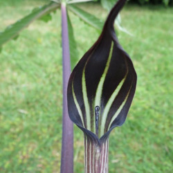 Arisaema exappendiculatum