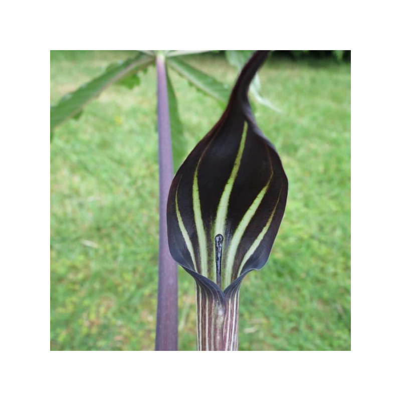 Arisaema exappendiculatum