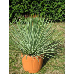 Agave striata blue 15 l