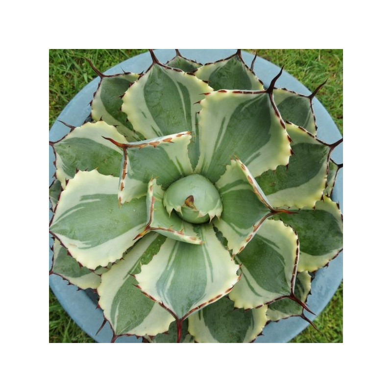 Agave potatorum marginata