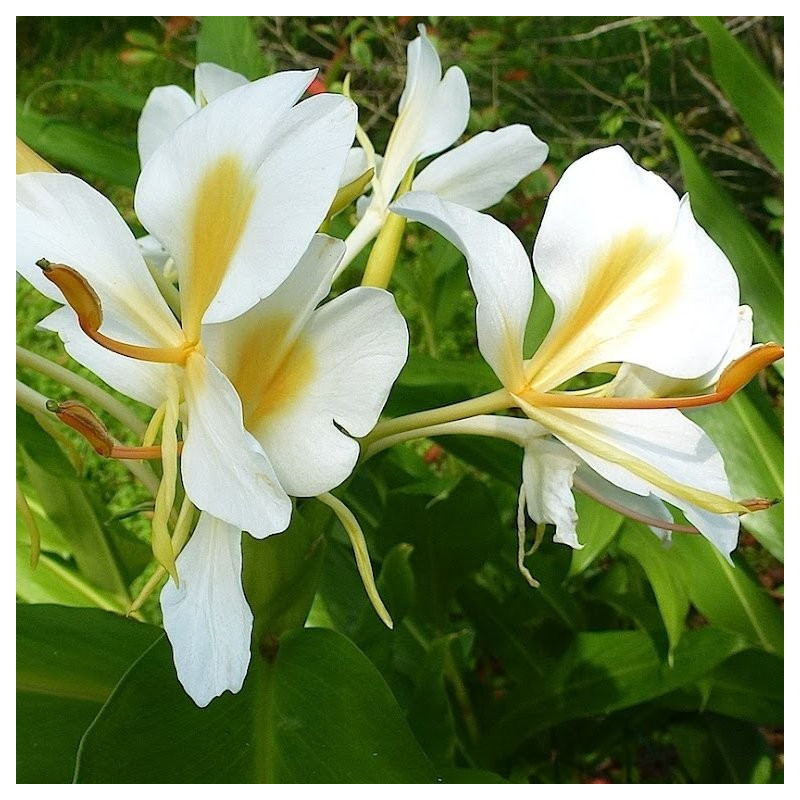 Hedychium gold spot