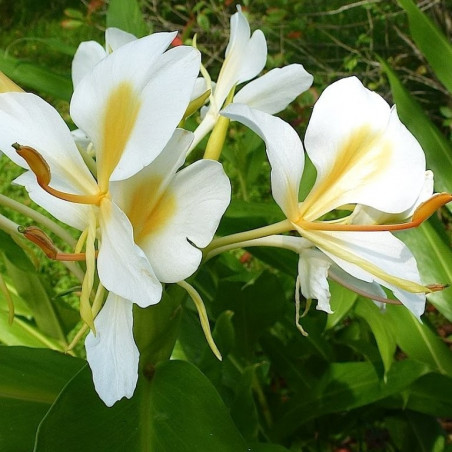 Hedychium gold spot