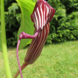 Arisaema costatum