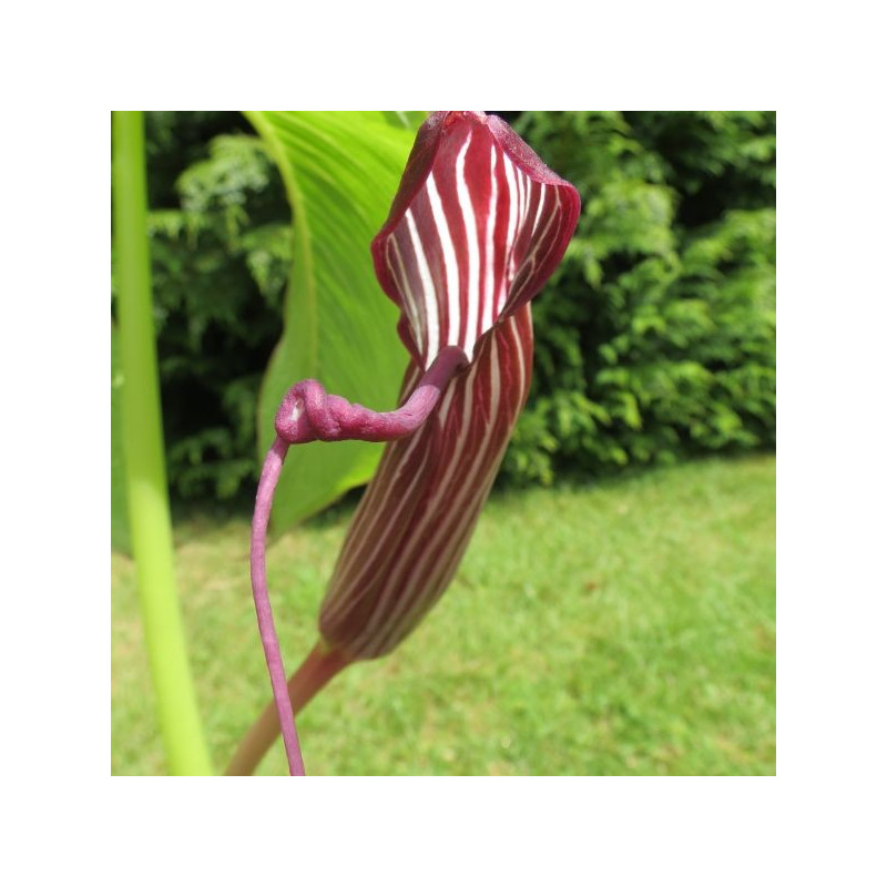 Arisaema costatum