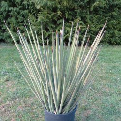 Yucca baccata 4 l