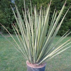 Yucca baccata 10 l