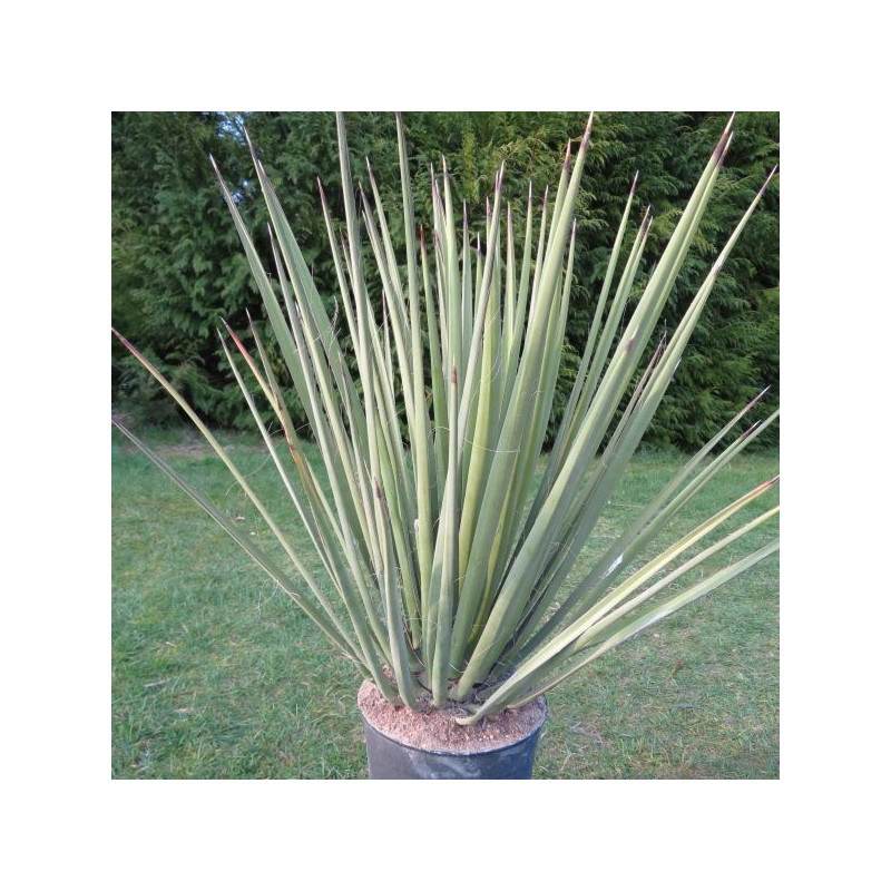 Yucca baccata