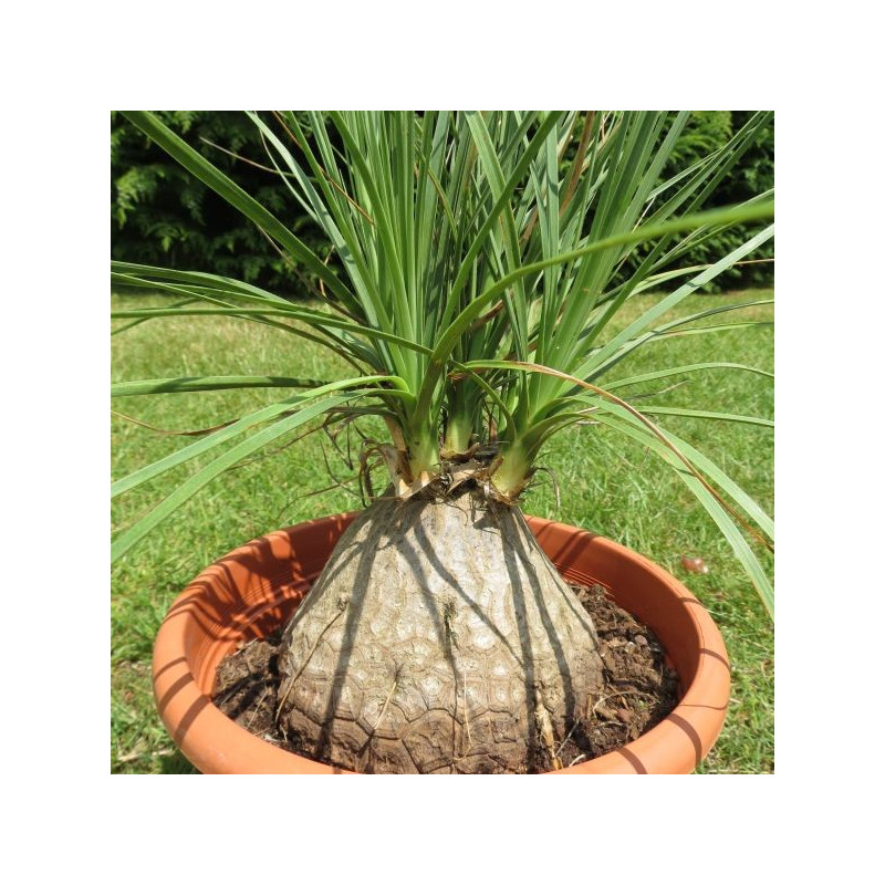 Nolina gracilis Nolina gracilis