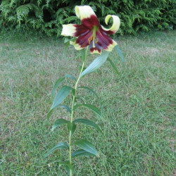 Lilium nepalense