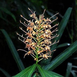 Hedychium coccineum aurantiacum