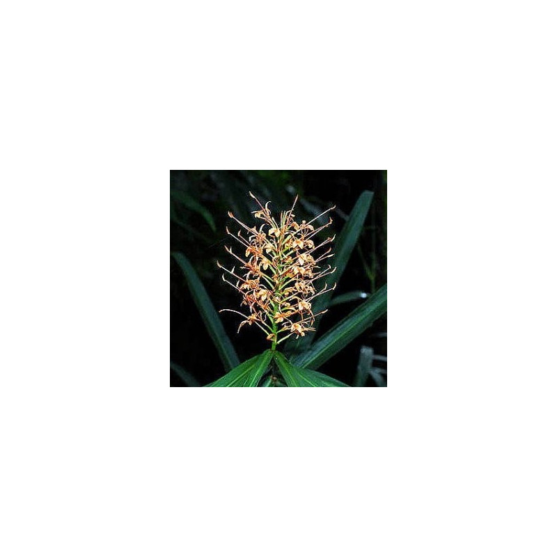 Hedychium coccineum aurantiacum