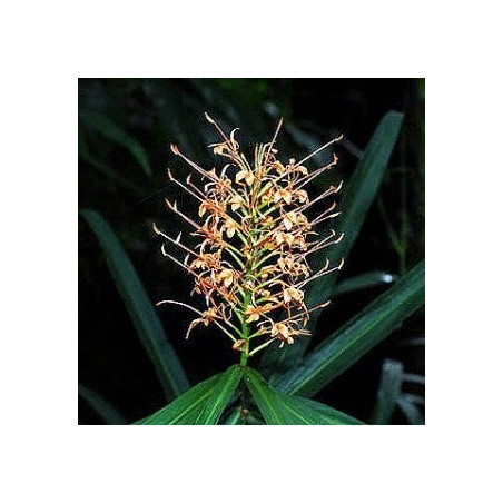 Hedychium coccineum aurantiacum