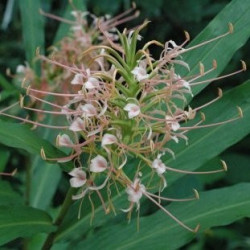 Hedychium pink princess