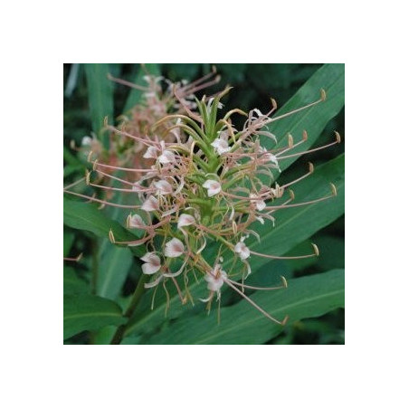 Hedychium pink princess