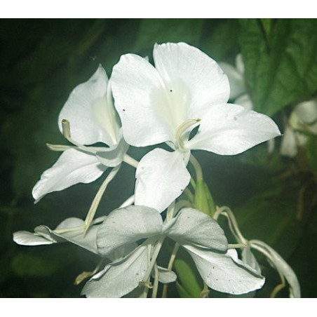 Hedychium coronarium