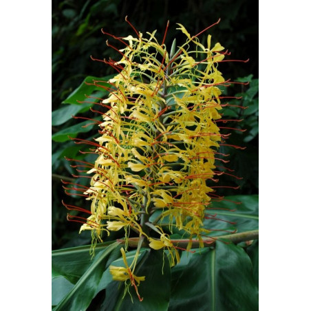 Hedychium gardnerianum