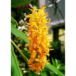 Hedychium densiflorum