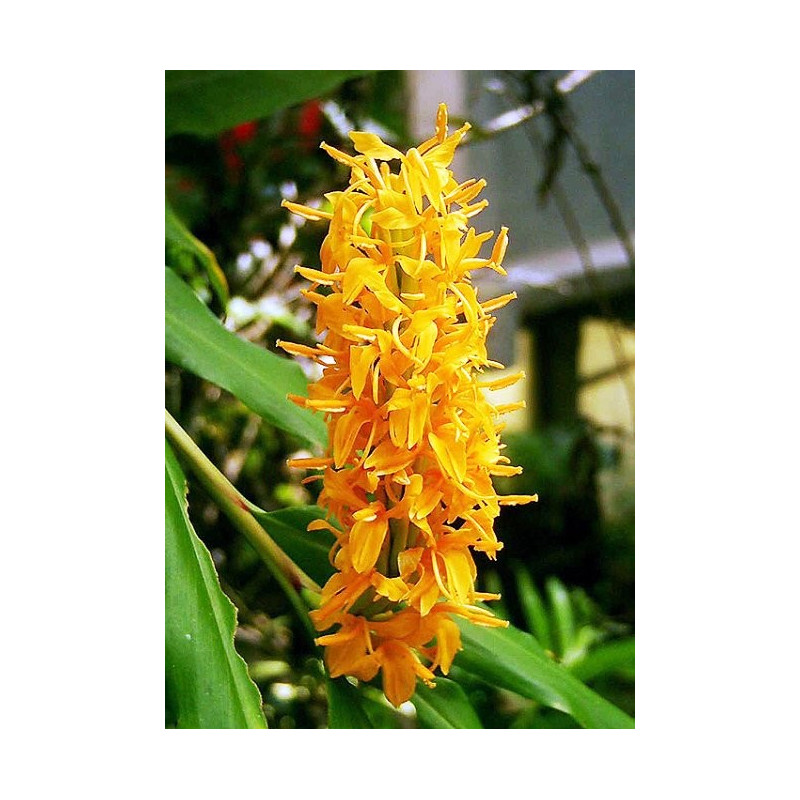 Hedychium densiflorum