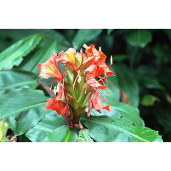 Hedychium greenii