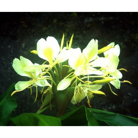 Hedychium flavum