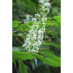 Hedychium griffithianum