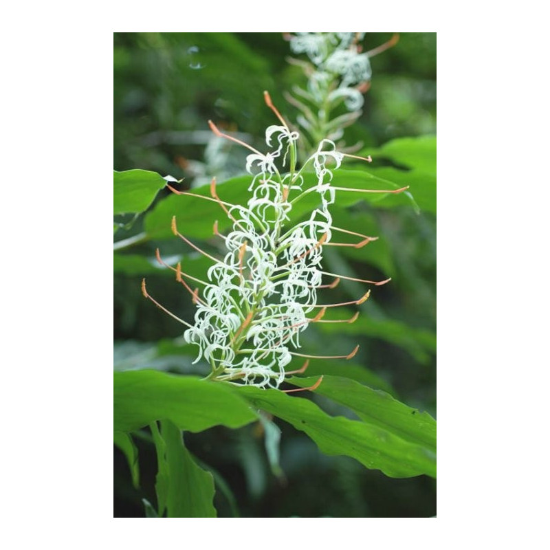 Hedychium griffithianum