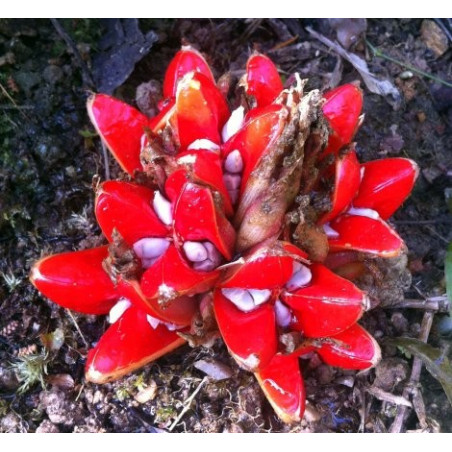 Zingiber chrysanthum