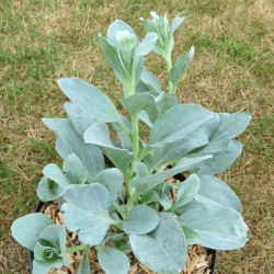 Mertensia maritima