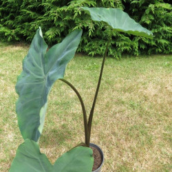 Colocasia antiquorum