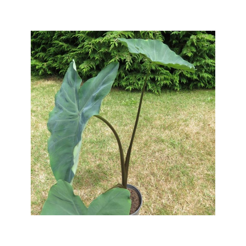 Colocasia antiquorum