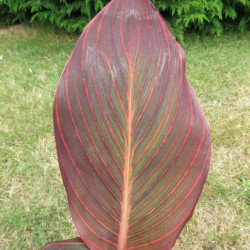 Canna tropicana