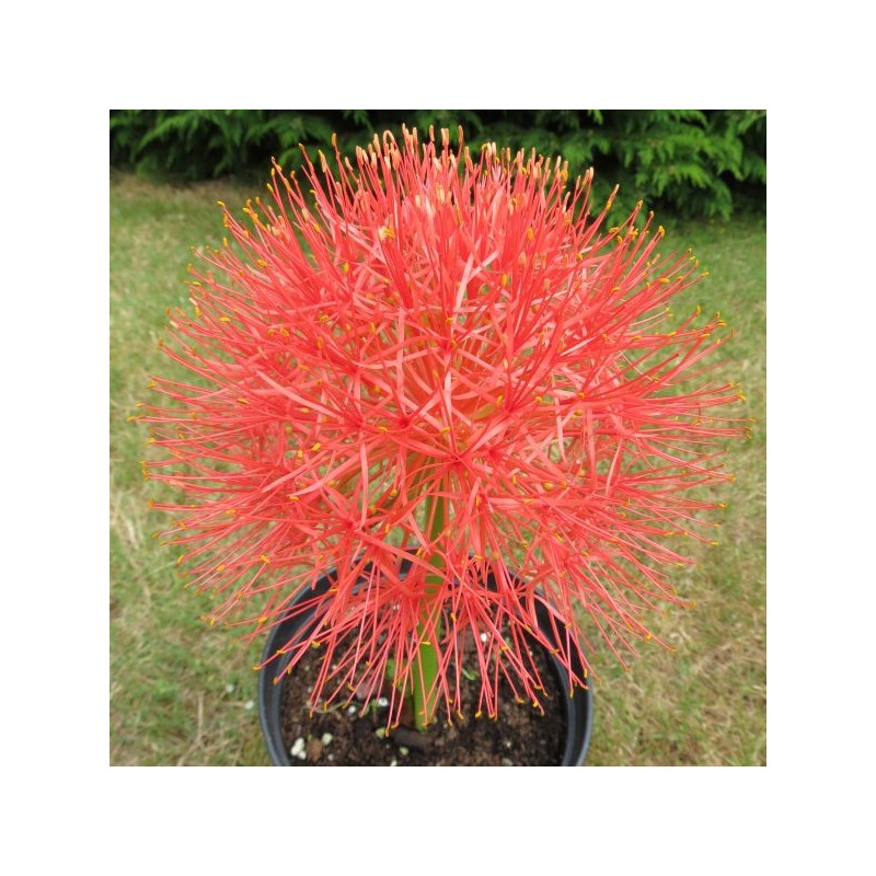 Scadoxus multiflorus