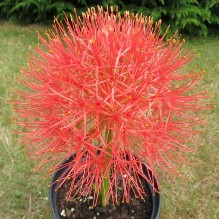 Scadoxus multiflorus