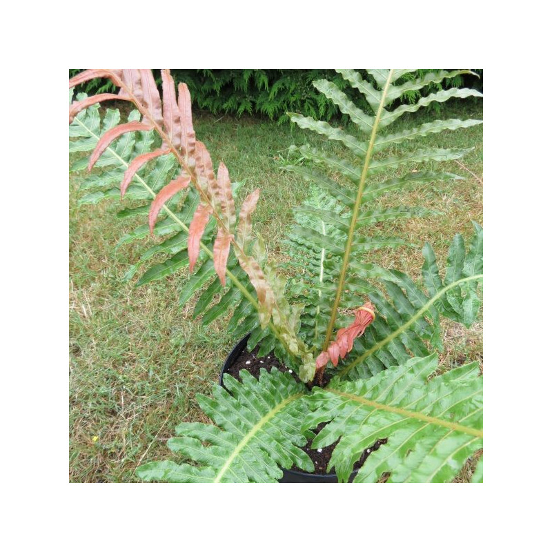 Blechnum brasiliense