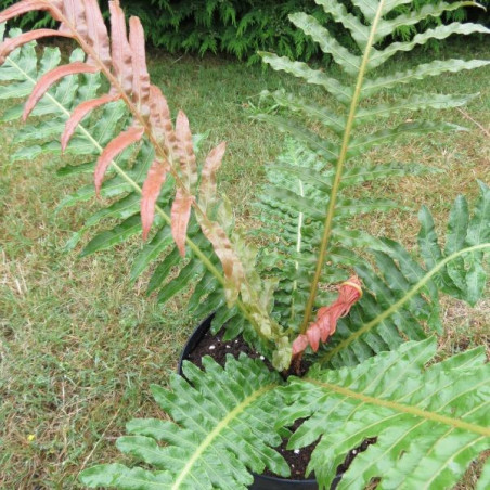 Blechnum brasiliense