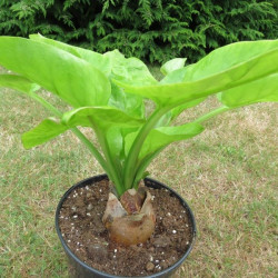 Cardiocrinum gigantem