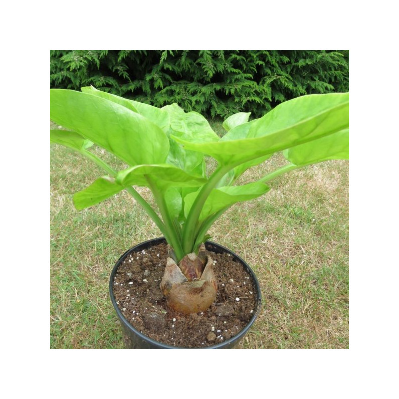 Cardiocrinum gigantem