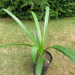 Hymenocallis littoralis