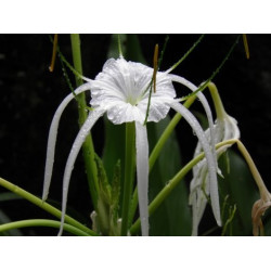 Hymenocallis littoralis